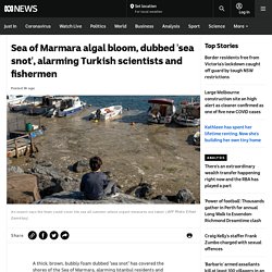 Sea of Marmara algal bloom, dubbed 'sea snot', alarming Turkish scientists and fishermen