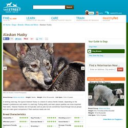 Alaskan Husky Breed Information