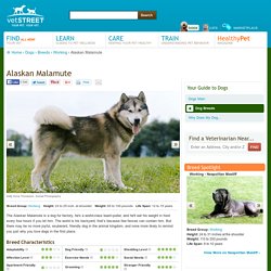 Alaskan Malamute Breed Information