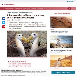 Albatros de las galápagos: cómo es y cuáles son sus costumbres — Mis animales