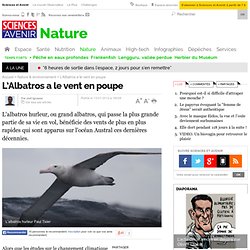 L’Albatros a le vent en poupe