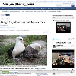 At age 62, albatross hatches a chick