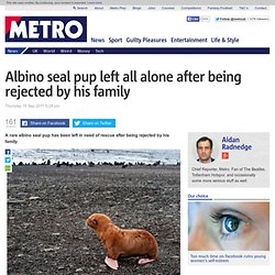 Albino seal pup left all alone after being rejected by his family