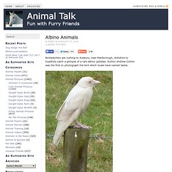 Albino Animals — Animal Talk - StumbleUpon