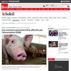 Les cochons pourraient être affectés par l'alimentation OGM