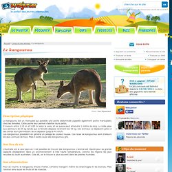 Le kangourou : description, alimentation, reproduction des kangourous