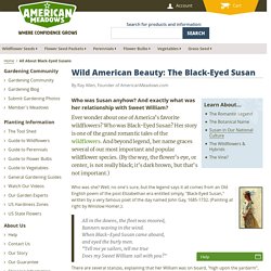 All About Black-Eyed Susans