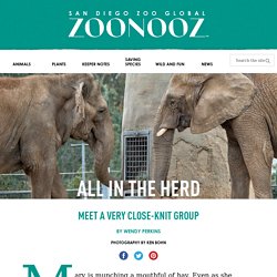 All in the Herd – ZOONOOZ