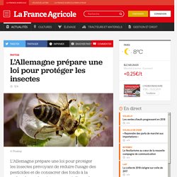 Phytos : L’Allemagne prépare une loi pour protéger les insectes