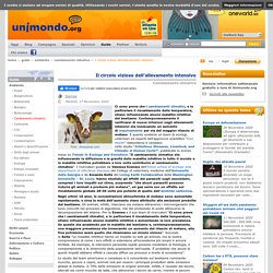 Il circolo vizioso dell’allevamento intensivo / Cambiamento climatico / Ambiente / Guide / Home - Unimondo