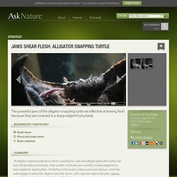 Jaws shear flesh: alligator snapping turtle