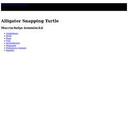 Alligator Snapping Turtles, Alligator Snapping Turtle Pictures, Alligator Snapping Turtle Facts