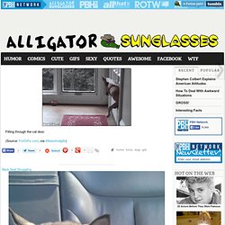 Alligator Sunglasses