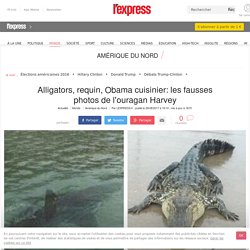 Alligators, requin, Obama cuisinier: les fausses photos de l'ouragan Harvey