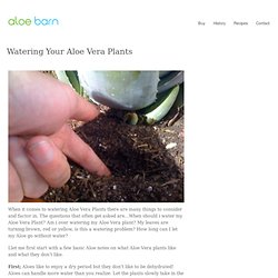 Aloe Barn » Watering Your Aloe Vera Plants