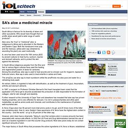 SA’s aloe a medicinal miracle - News - IOL
