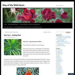 Aloe Vera – Healing Plant