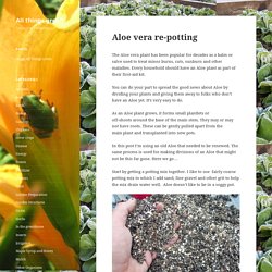 Aloe vera re-potting – All things green