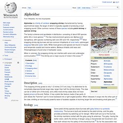 Alpheidae