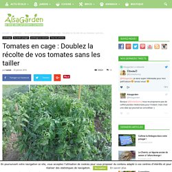 Tomates en cage : Doublez la récolte de vos tomates sans les tailler