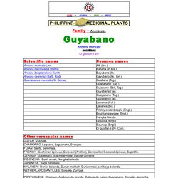 Guayabano / Annona muricata/ Soursop / custard apple / Ci guo fan li zhi: Philippine Alternative Medicine / Herbal Therapy / StuartXchange