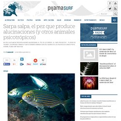 Sarpa salpa, el pez que produce alucinaciones (y otros animales psicotrópicos)