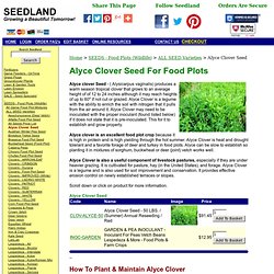 Alyce Clover Seed: Seedland.com