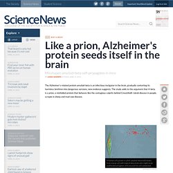 Like a prion, Alzheimer's protein seeds itself in the brain