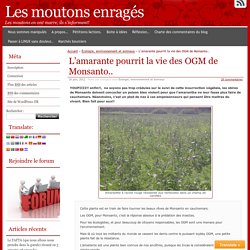 L’amarante pourrit la vie des OGM de Monsanto..