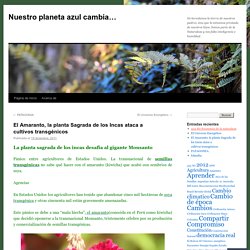 El Amaranto, la planta Sagrada de los Incas ataca a cultivos transgénicos