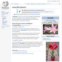 Amaryllis (plante)