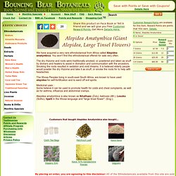 Alepidea Amatymbica foliage for sale. Bouncing Bear Botanicals supplies kratom and sacred and exotic plants including amanita muscaria ayahuasca and more