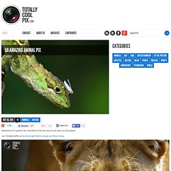 50 Amazing Animal Pix TotallyCoolPix