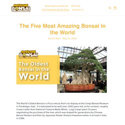 Buy Bonsai Tree