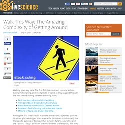 Walk This Way: The Amazing Complexity of Getting Around