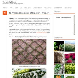 10 Amazing Examples of Espalier - Tree Art