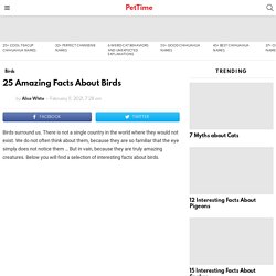 25 Amazing Facts About Birds - PetTime