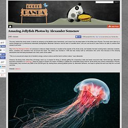 Amazing Jellyfish Photos by Alexander Semenov