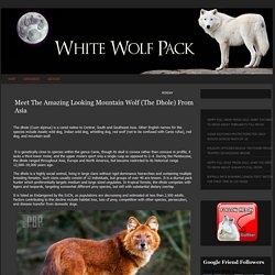 Meet The Amazing Looking Mountain Wolf (The Dhole) From Asia