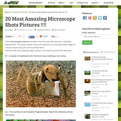 20 Most Amazing Microscope Shots