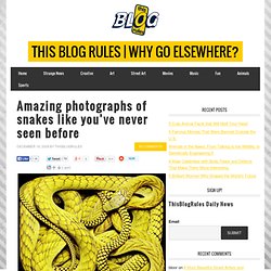 Amazing photographs of snakes like you’ve never seen before