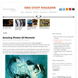 Amazing Photos Of Mermaid