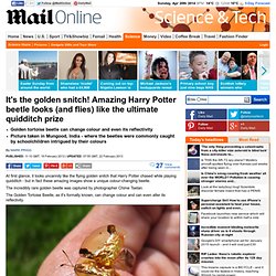 The amazing 'Harry Potter' golden beetle that looks just like a Quidditch snitch