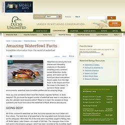 Amazing Waterfowl Facts