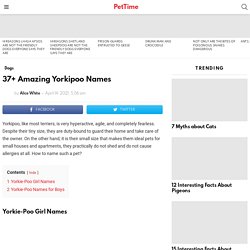 37+ Amazing Yorkipoo Names - PetTime
