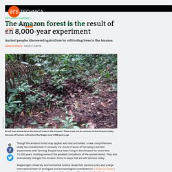 The Amazon forest is the result of an 8,000-year experiment