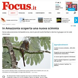 In Amazzonia scoperta una nuova scimmia