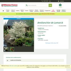 Amélanchier de lamarck - Achat (amelanchier lamarckii) - Willemse