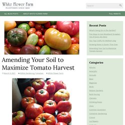 Amending Your Soil to Maximize Tomato Harvest - White Flower Farm's blog
