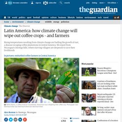 Latin America: how climate change will wipe out coffee crops – and farmers